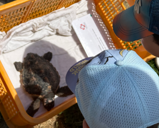 Pesaro - Tornano in mare le tartarughe "caretta caretta " Cinzia e Lepas