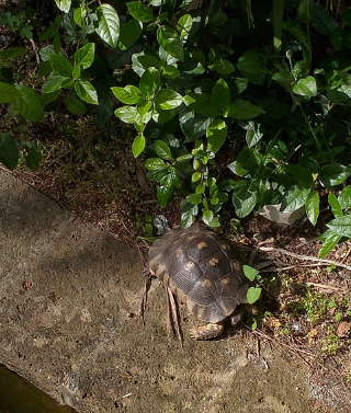 Chieti - I Carabinieri  di Pescara grazie agli attivisti del WWF recuperano una tartaruga rubata in un giardino