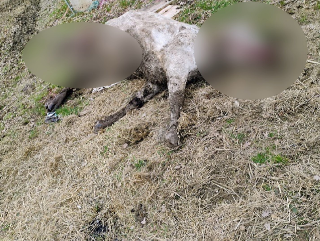 Attacco di lupi a Monte Grimano,  allevatori esasperati: sbranati mucca e vitellino appena nato