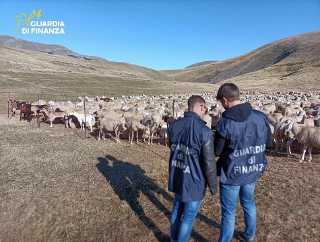Maxi frode su fondi agricoli, blitz della Finanza in aziende dell’Ascolano